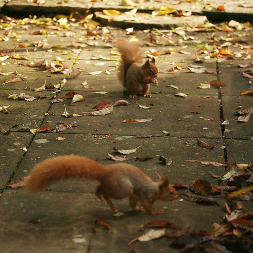 Red Squirrels