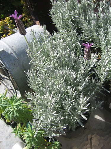 Lavandula and Euphorbia