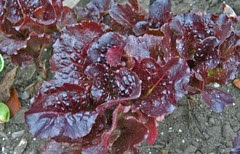 red summer crisp lettuce