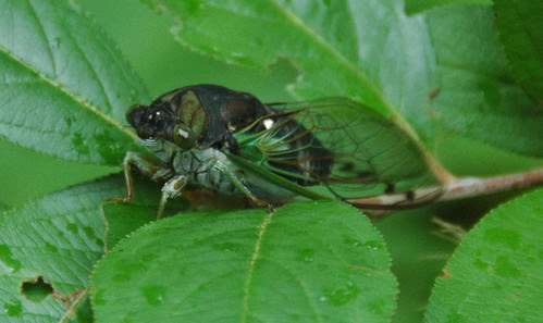 Dog-day Cicada