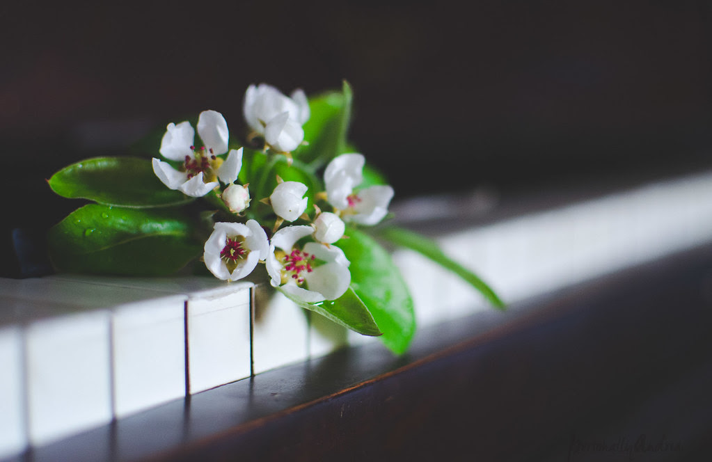 Pear Blossoms & Keyboard | Photofinish | personallyandrea.com Pear Blossoms & Keyboard | Photofinish | personallyandrea.com