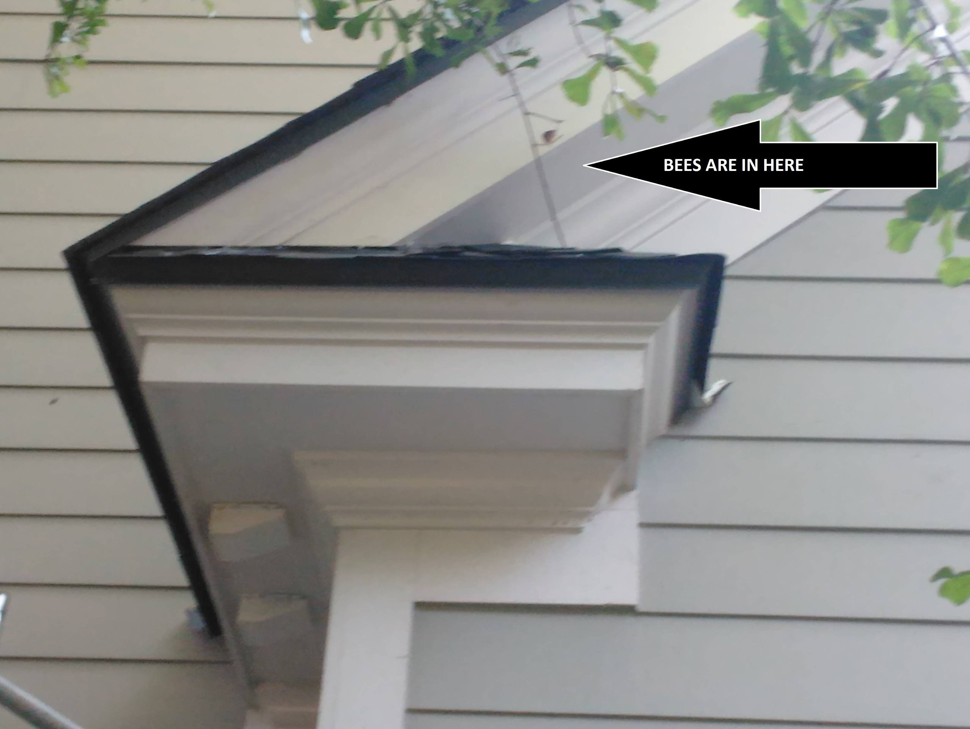 cavity removals