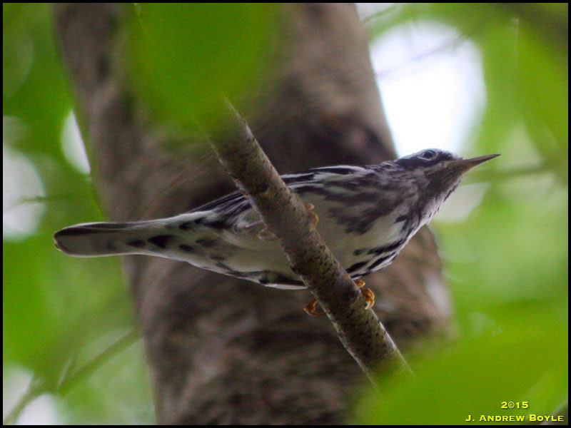 Black and White Warbler Black and White Warbler