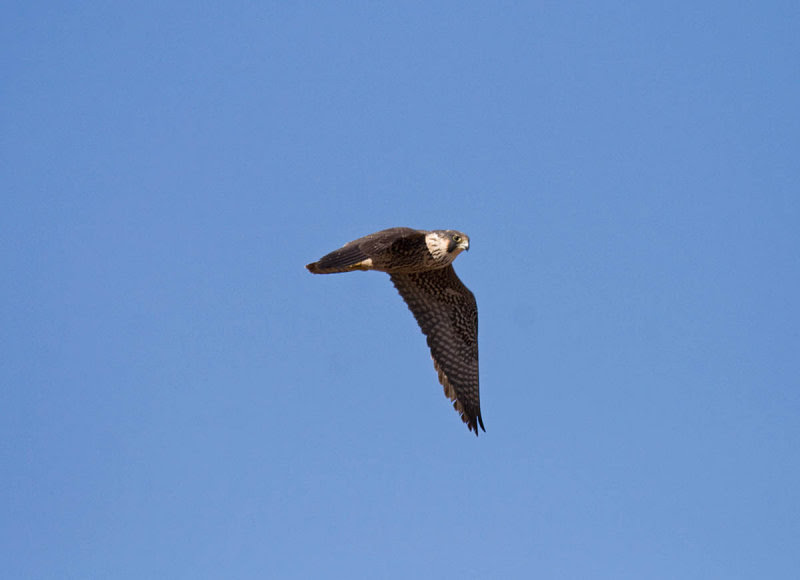 Peregrine Falcon Peregrine Falcon