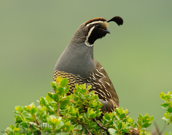 Photograph of a California quail in Tennessee Valley, GGNRA