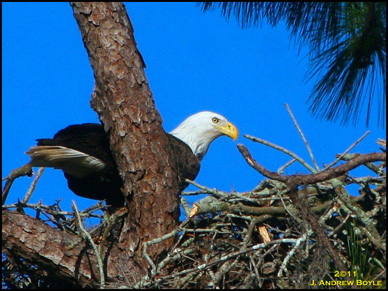 Bald Eagle Bald Eagle