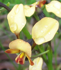 Donkey Orchid