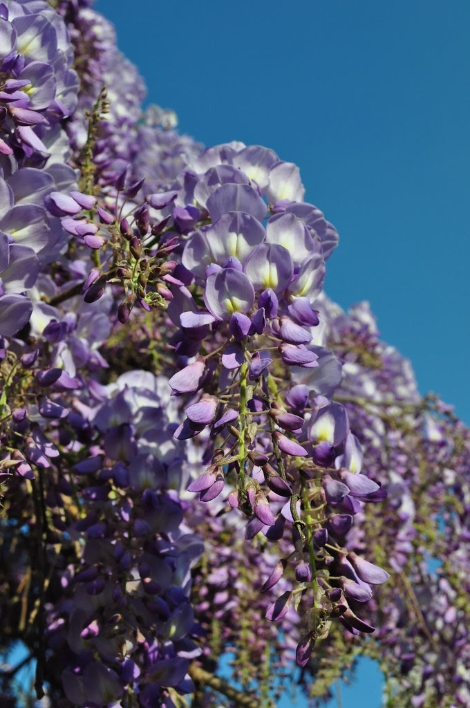 Wisteria floribunda 'Texas Purple' (5)