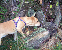 Sophie_outside1017curious
