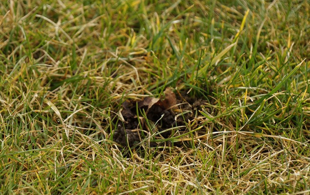 Löcher Im Garten / Loch Im Garten Einfach Bauen