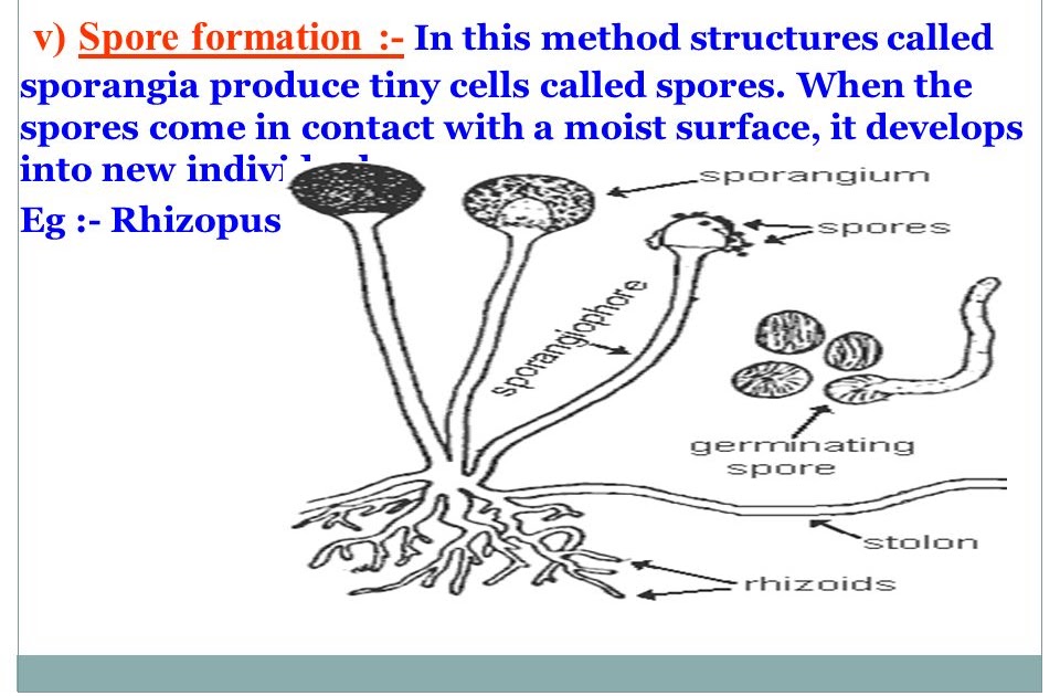 優れた Spore Formation Asexual Reproduction うそをつく