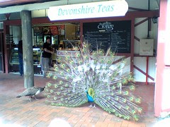 Peacock at the Launceston Cataract Gorge