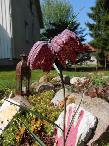 kevät 2013 054