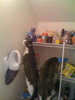 MouseInspection.JPG