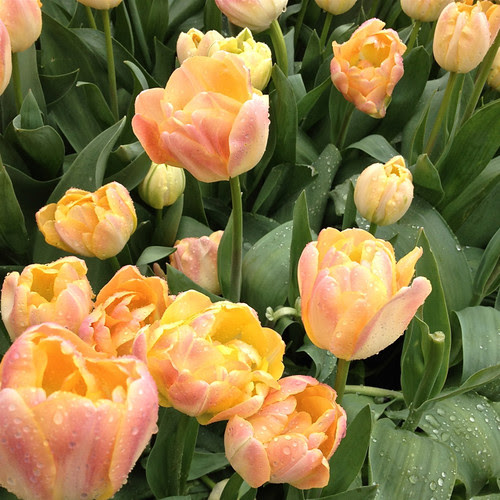 Tulips - peach