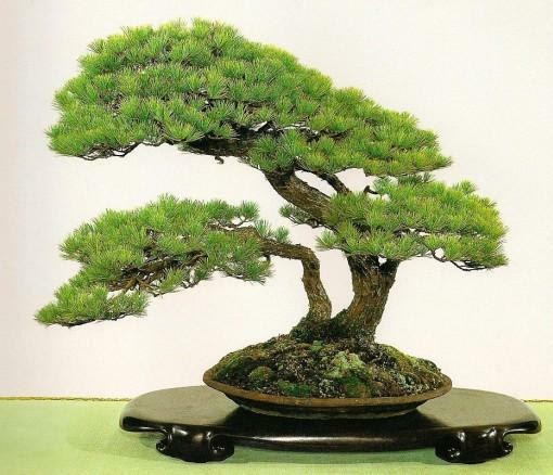 Cara Memupuk Tanaman Hias Bonsai Yang Benar