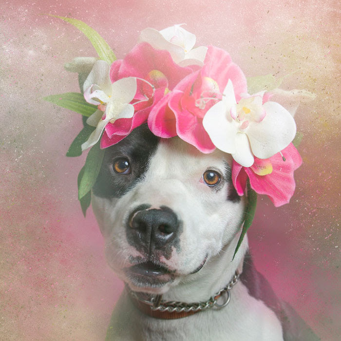 flower-power-pit-bulls-dog-adoption-photography-sophie-gamand-8