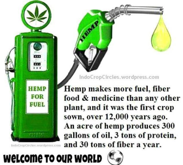 cannabis oil 2