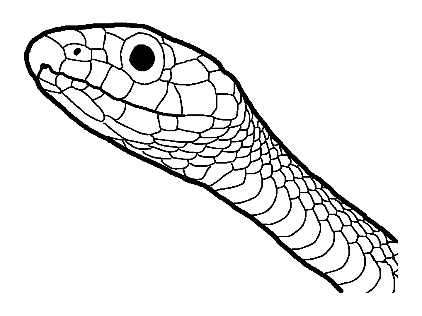 Featured image of post How To Draw A Snake Head Front View Leave some highlights and gaps
