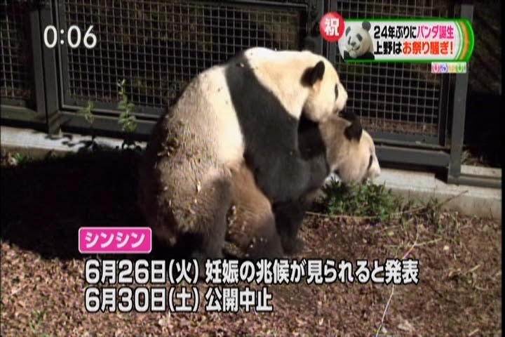 動物画像無料 綺麗なパンダ 交尾 動画