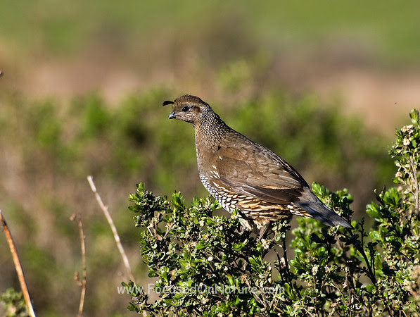 California Quail (Female) California Quail (Female)