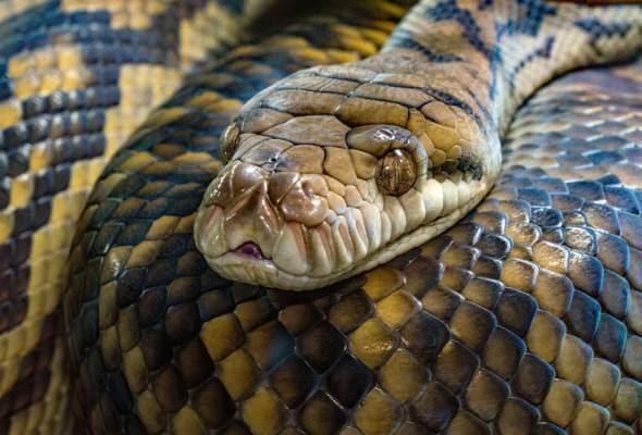 43 Mimpi buaya lepas