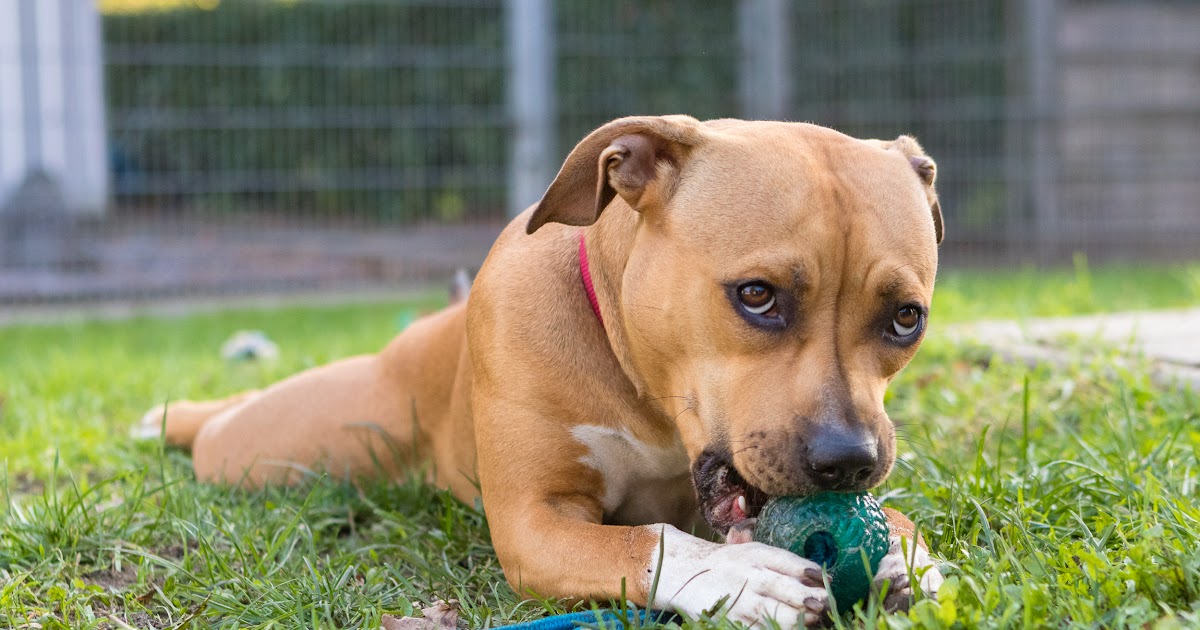 owalo design Hunde Aus Dem Tierheim