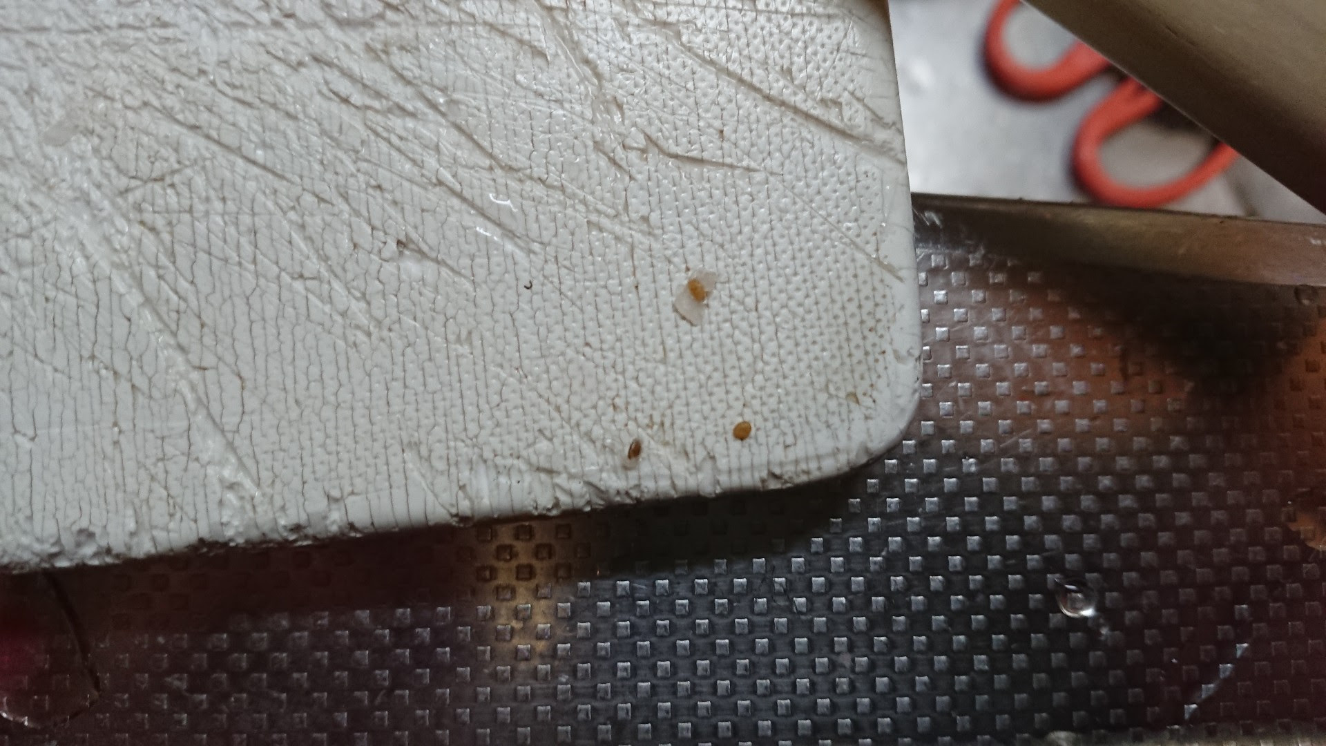 イメージカタログ フレッシュ スズキ 寄生 虫