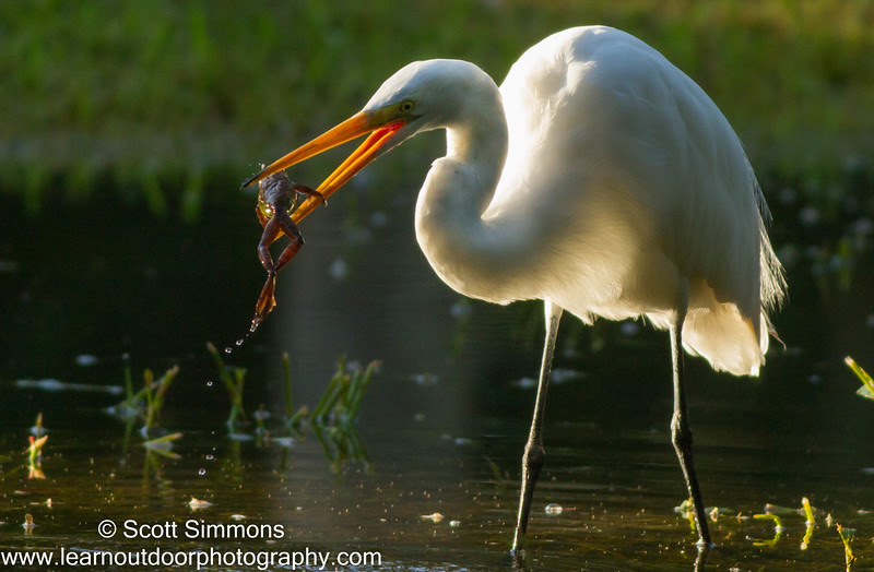 Photo & Video Sharing by SmugMug Photo & Video Sharing by SmugMug