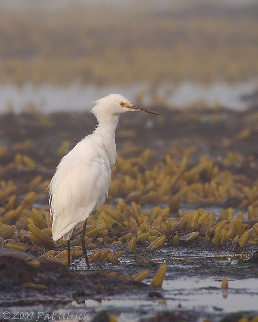 Snowy egret in sea of pods - Pat Ulrich Wildlife Photography