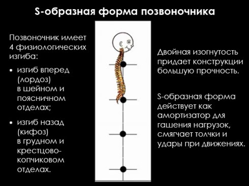 Матрасы при искривлении позвоночника