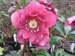 Hellebrous