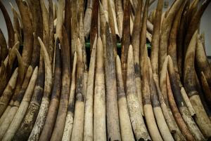 Seized ivory tusks are displayed prior to their destruction …