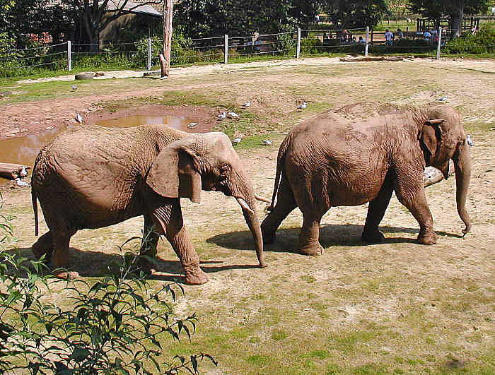 File:Elephant.pair.750pix.jpg