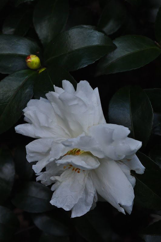 Camellia sasanqua 'Mine-No-Yuki'