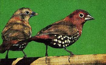 Pg16-2, RED - THROATED TWIN- SPOT (Peter's