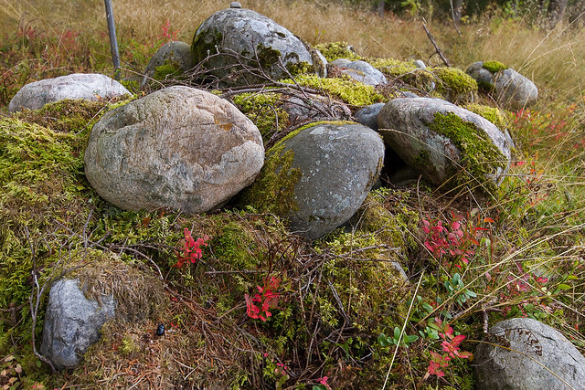 Trandumskogen-3593