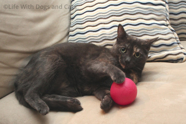 Athena the cat hold's the dog's ball for ransom.