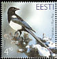 Eurasian Magpie Pica pica Eurasian Magpie Pica pica