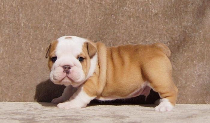 View English Bulldog Puppies For Sale Under 1000 In Ky