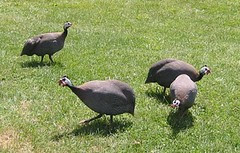 Guinea Fowl