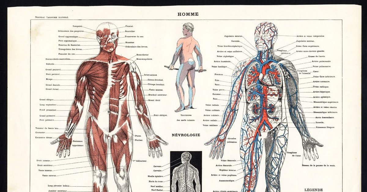 Pictures Of Muscles And Bones / Shop Cheap Human Skeleton With Muscles