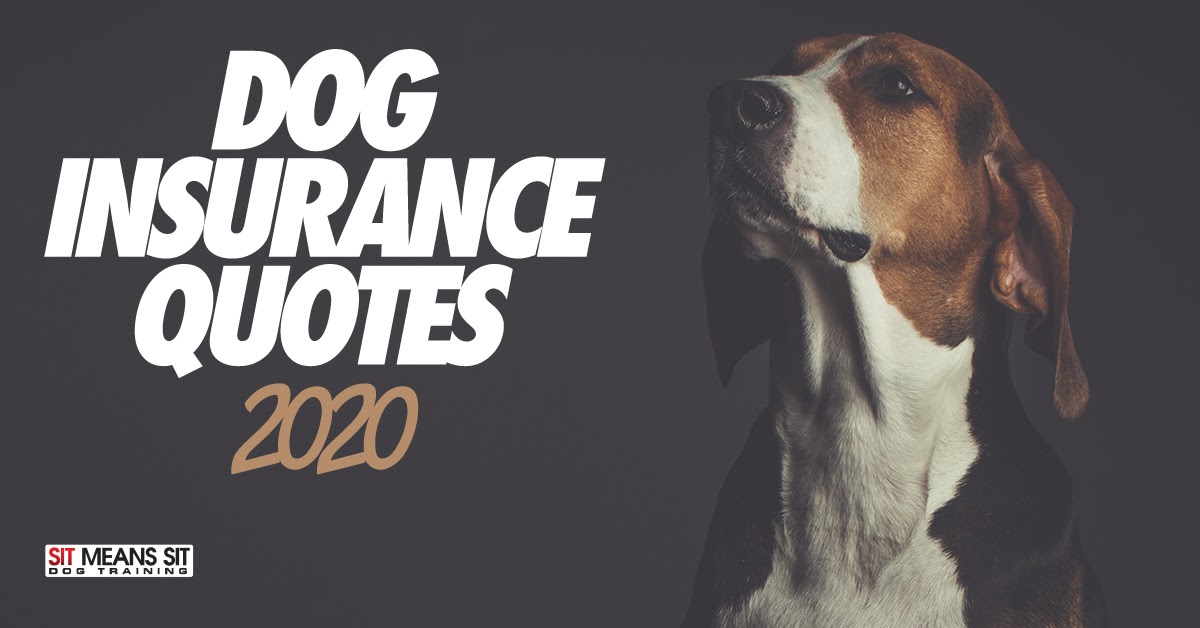 Dog Insurance Quotes Compare The Best Dog & Puppy Insurance Quotes From