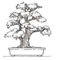 Sokan Bonsai