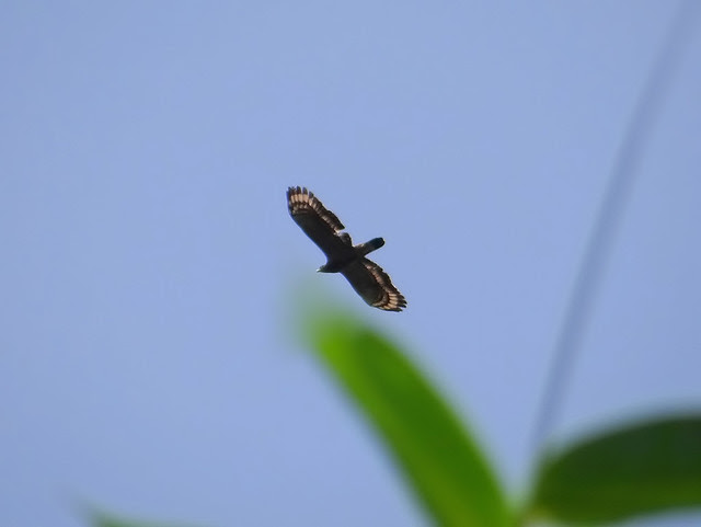 八色鳥/無限台南