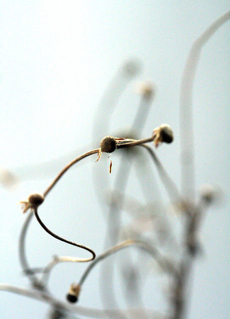 longing for spring!