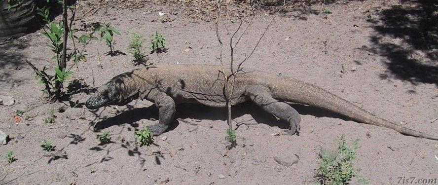 Komodo Dragon Tail Whip