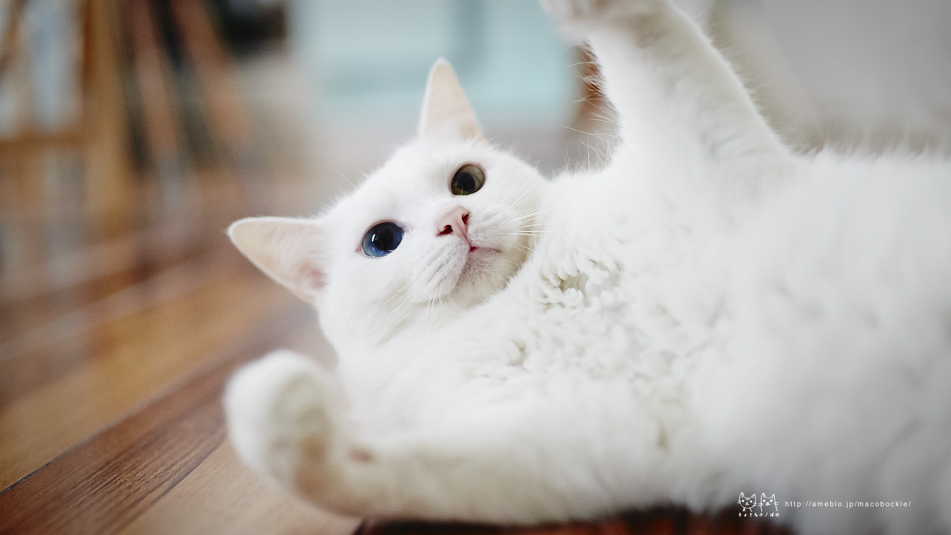 トップレート 猫 壁紙 フリー 高品質の壁紙のhd壁紙