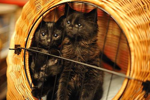 kittens