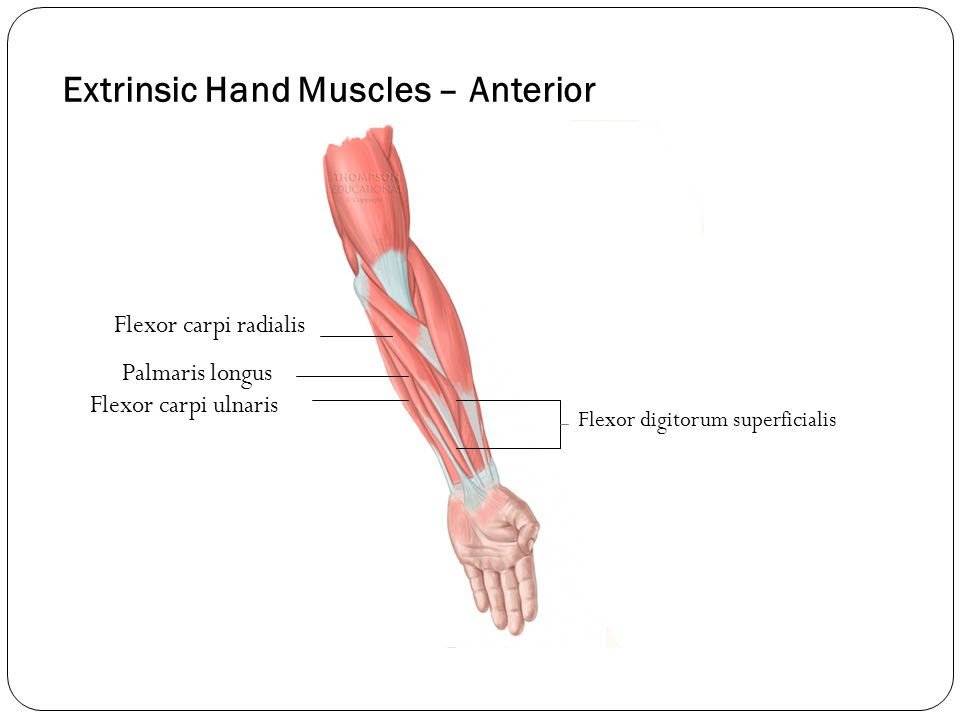 extrinsic-muscle-definition-of-extrinsic-muscle-by-medical-dictionary